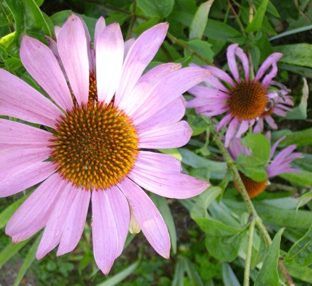 ecchinacea.jpg ecchinacea.jpg
